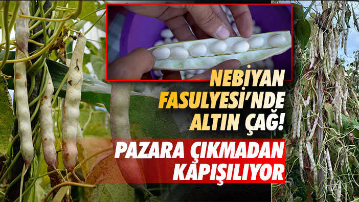 Nebiyan Fasulyesi'nde altın çağ! Pazara çıkmadan kapışılıyor