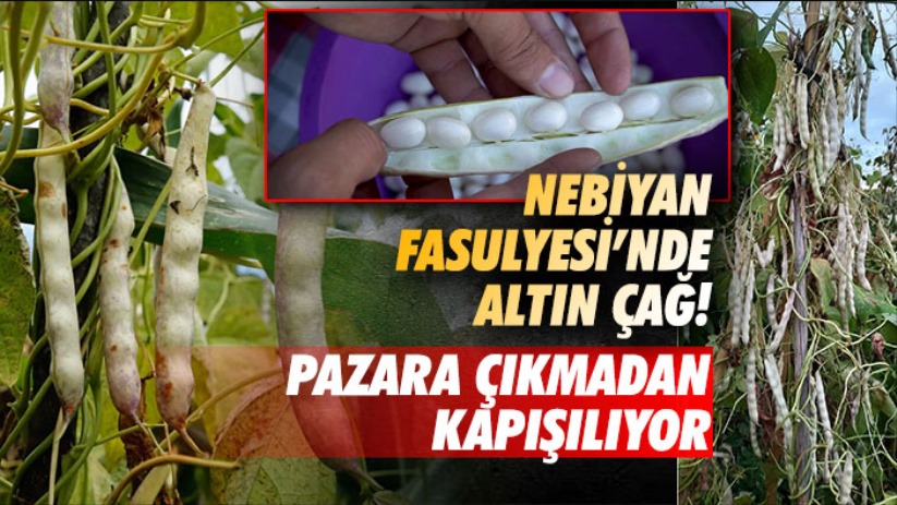 Nebiyan Fasulyesi'nde altın çağ! Pazara çıkmadan kapışılıyor