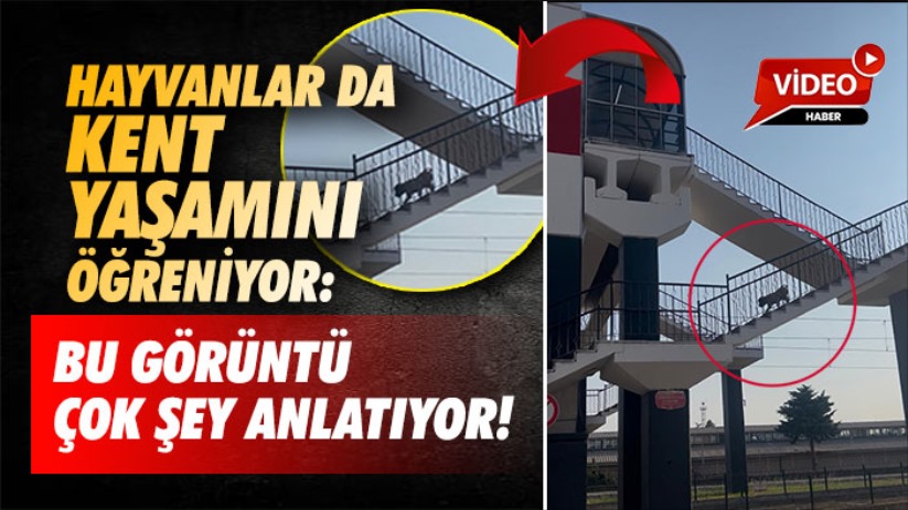 Hayvanlar da kent yaşamını öğreniyor: Bu görüntü çok şey anlatıyor