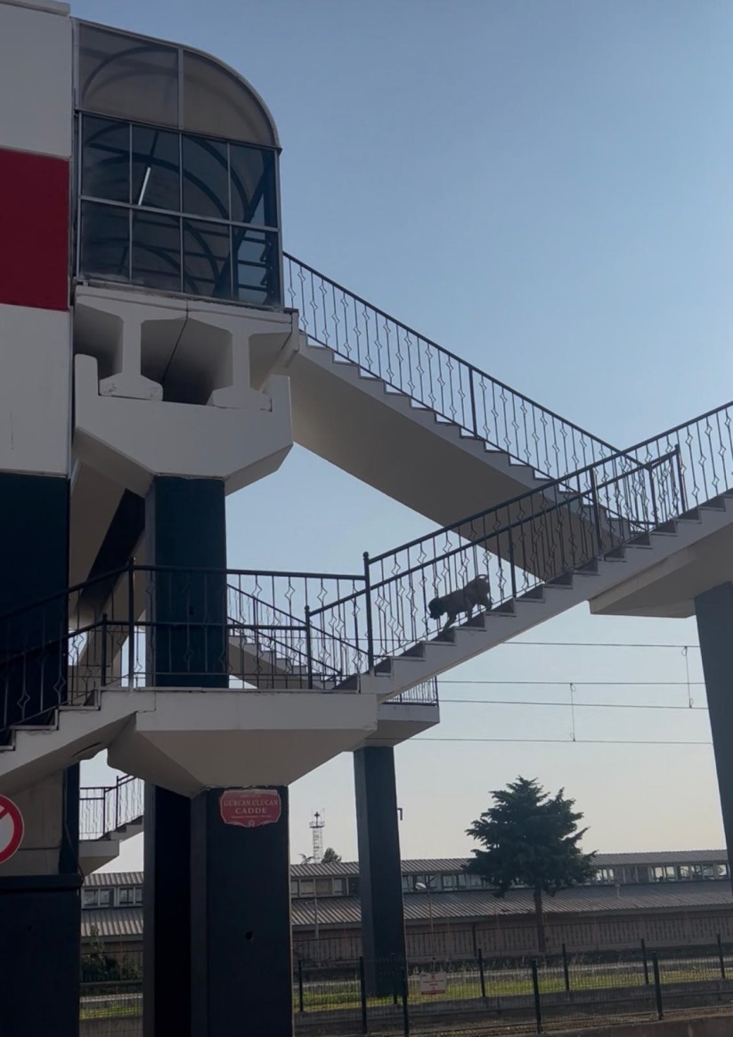 Hayvanlar da kent yaşamını öğreniyor: Bu görüntü çok şey anlatıyor