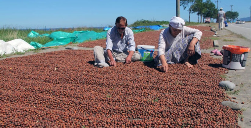 Fındık fiyatlarında son durum! İşte Samsun'da güncel fındık fiyatı